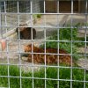 08 mai 2013-harisson-0008